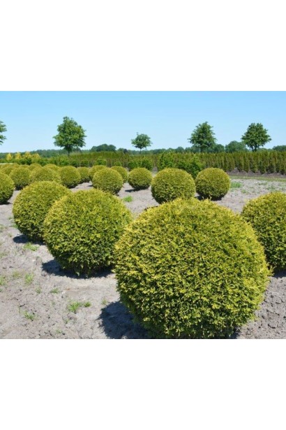 Thuja occidentalis Brabant TOPIAR Sphera ком